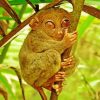 Cute Tarsier Primate Diamond Painting