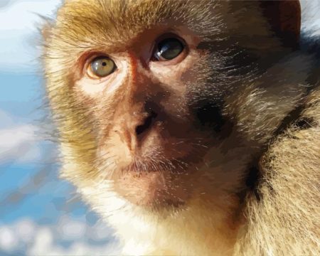 Gibralter Ape Diamond Painting