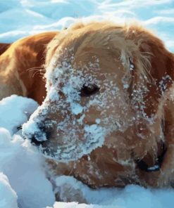 Golden Retriever Diamond Painting