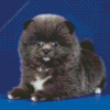 Grey Pomeranian Diamond Painting