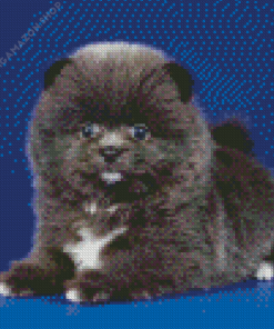 Grey Pomeranian Diamond Painting