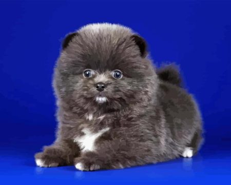Grey Pomeranian Diamond Painting