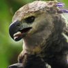 Harpy Eagle Diamond Painting