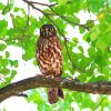 Hawk Owl Diamond Painting