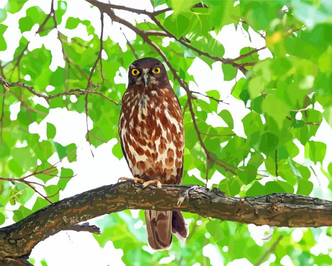 Hawk Owl Diamond Painting