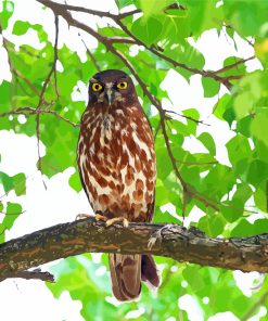 Hawk Owl Diamond Painting