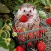 Hedgehog And Strawberries Diamond Painting