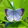 Holly Blue Insect Diamond Painting