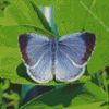 Holly Blue Insect Diamond Painting