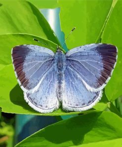 Holly Blue Insect Diamond Painting