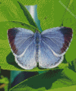 Holly Blue Insect Diamond Painting