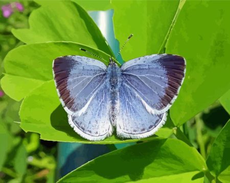 Holly Blue Insect Diamond Painting