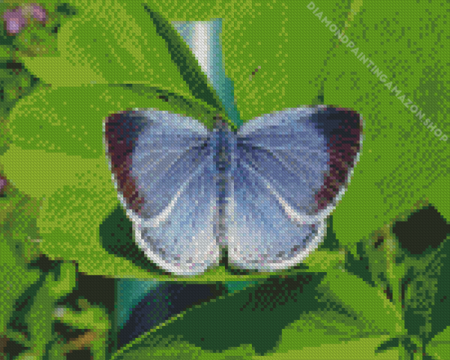 Holly Blue Insect Diamond Painting