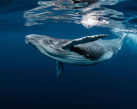 Humpback Whale Diamond Painting