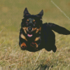 Lancashire Heeler Diamond Painting