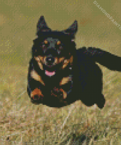 Lancashire Heeler Diamond Painting