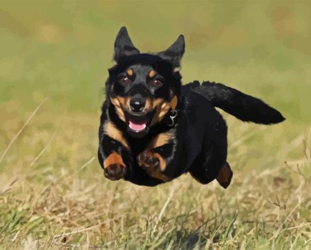 Lancashire Heeler Diamond Painting