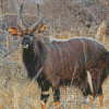 Nyala Diamond Painting