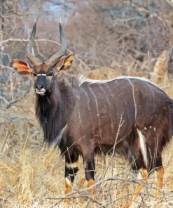 Nyala Diamond Painting