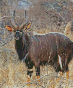 Nyala Diamond Painting