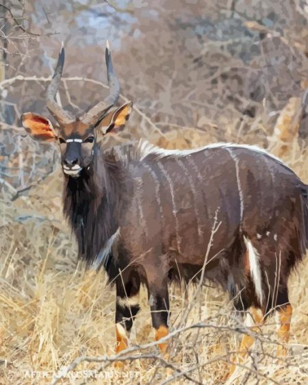 Nyala Diamond Painting