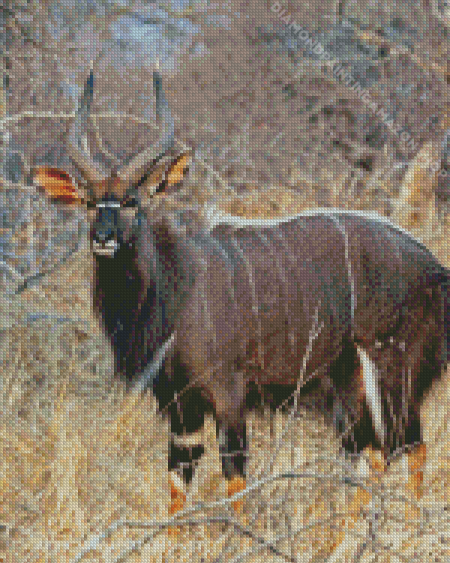 Nyala Diamond Painting