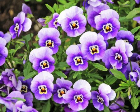 Pansy Flower Diamond Painting