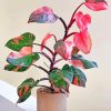 Pink Philodendron Diamond Painting