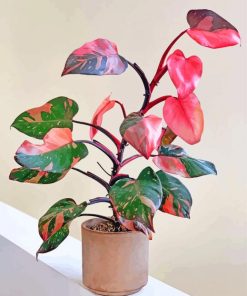 Pink Philodendron Diamond Painting