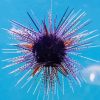 Purple Sea Urchin Diamond Painting