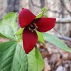 Red Trillium Diamond Painting