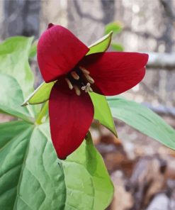 Red Trillium Diamond Painting