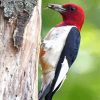 Red Headed Woodpecker Diamond Painting