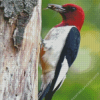 Red Headed Woodpecker Diamond Painting