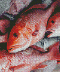 Red Snapper Fish Diamond Painting