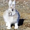 Snowshoe Hare Diamond Painting