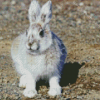 Snowshoe Hare Diamond Painting