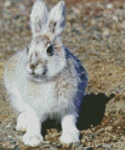 Snowshoe Hare Diamond Painting