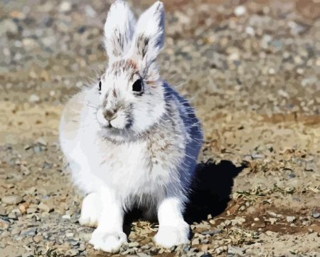 Snowshoe Hare Diamond Painting