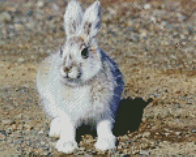 Snowshoe Hare Diamond Painting