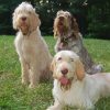 Spinone Italiano Diamond Painting