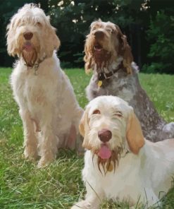 Spinone Italiano Diamond Painting