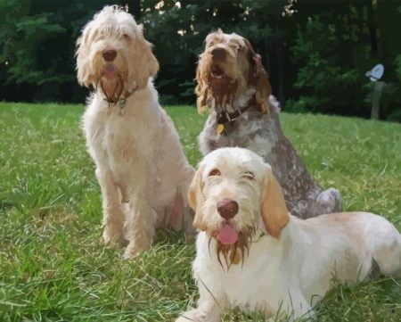 Spinone Italiano Diamond Painting
