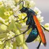 Tarantula Hawk Flower Diamond Painting