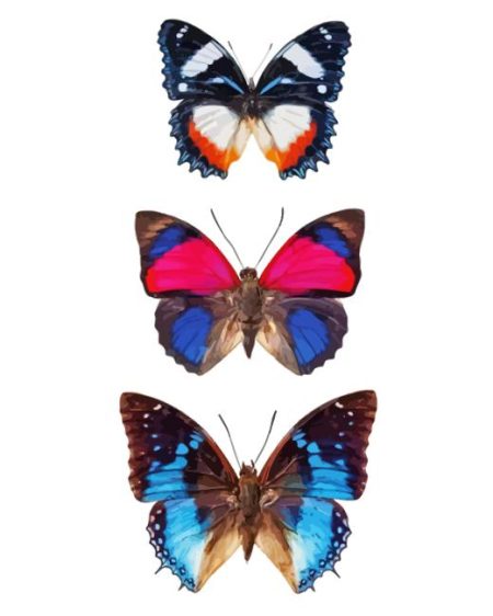 Three Butterflies Diamond Painting