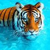 Tiger Swimming Diamond Painting