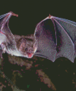 Vampire Bat Diamond Painting