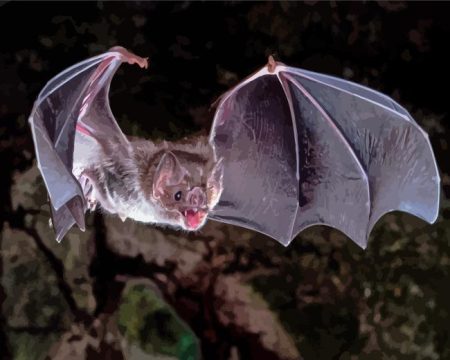 Vampire Bat Diamond Painting