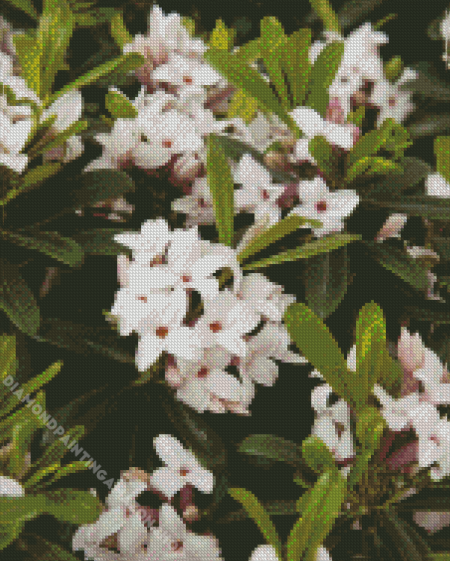 White Daphnes Diamond Painting
