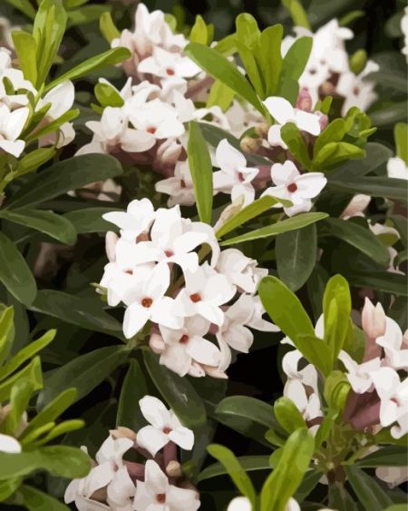 White Daphnes Diamond Painting